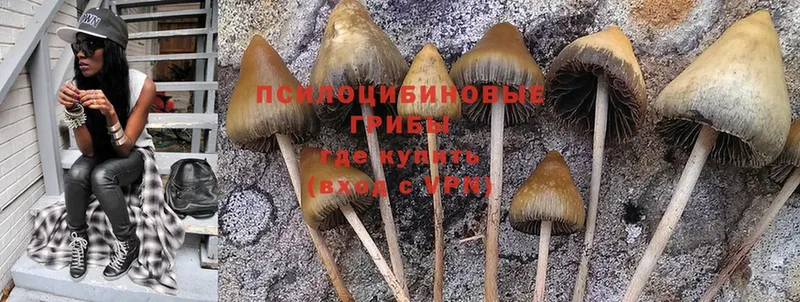 как найти   Северодвинск  Псилоцибиновые грибы Psilocybe 